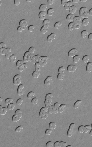 Polar Cap Pits
