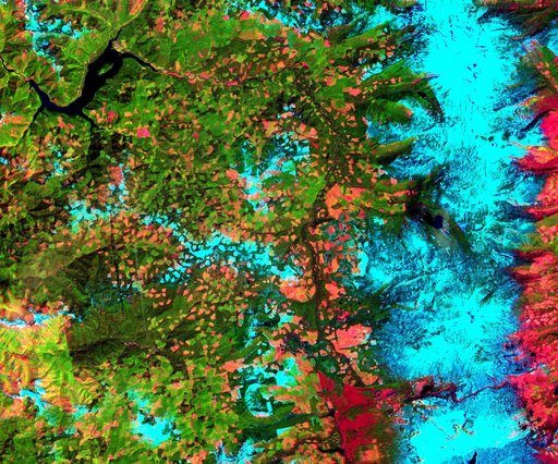 Oregon Forests