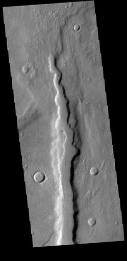 Coracis Fossae