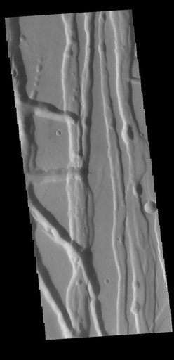 Tractus Fossae