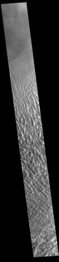 Lycus Sulci