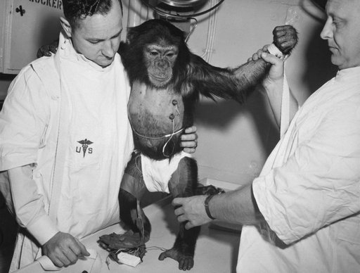 Chimpanzee "Ham" - Biosensors - Cape
