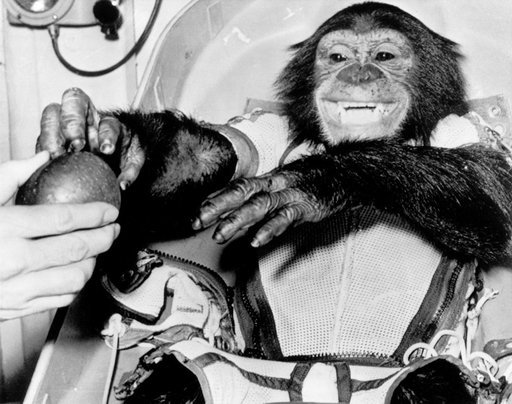 CHIMPANZEE HAM - POST MERCURY-REDSTONE (MR)-2 FLIGHT
