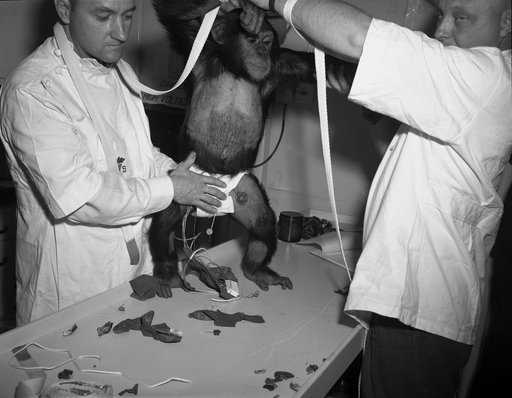 Champanzee Ham - Suit