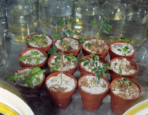 Plant - Growth - Apollo 15 - Lunar Material - MSC