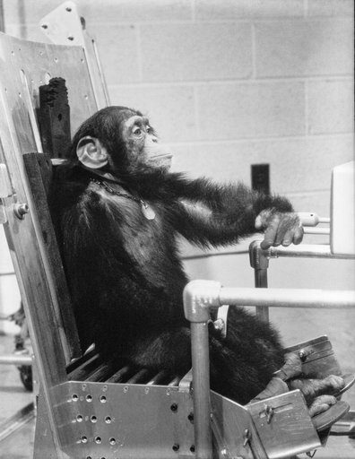 Chimpanzee "Ham" during preflight activity prior to Mercury-Redstone 2 flight