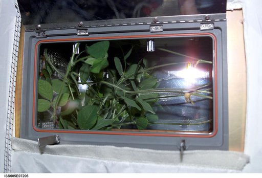 ADVASC soybean plant growth experiment in the U.S. Laboratory, Expedition Five