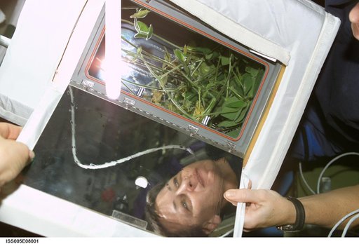 Whitson looks at the ADVASC Soybean plant growth experiment in the U.S. Laboratory