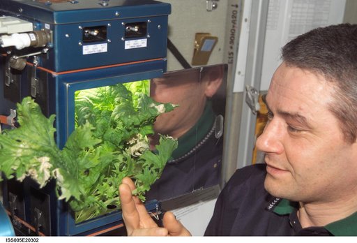 Korzun checks the Rasteniya-2 plant growth experiment in the SM during Expedition Five