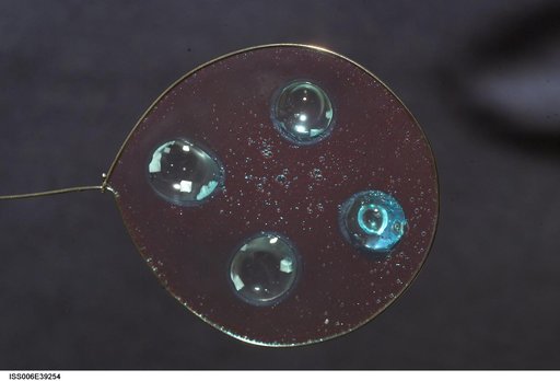View of Sodium Chloride inserted onto blueberry jelly within a metal loop on Expedition Six
