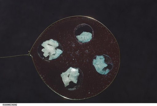 View of Sodium Chloride inserted onto blueberry jelly within a metal loop on Expedition Six