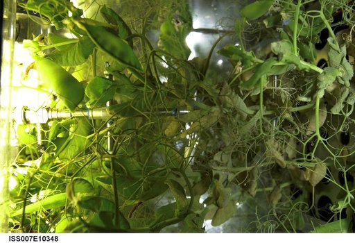 Plant growth experiment inside the Russian Lada greenhouse