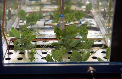 Plants inside the leaf chamber of the LADA green house during Expedition 12