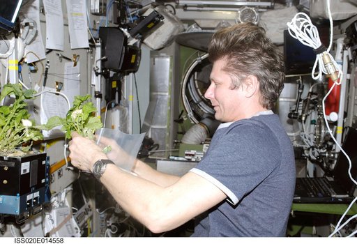 Padalka with BIO-5 Rasteniya-2 (Plants-2) experiment in the LADA-14  greenhouse