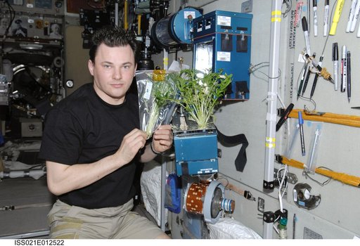 BIO-5 Rasteniya-2 (Plants-2) Experiment in the LADA-16 Greenhouse