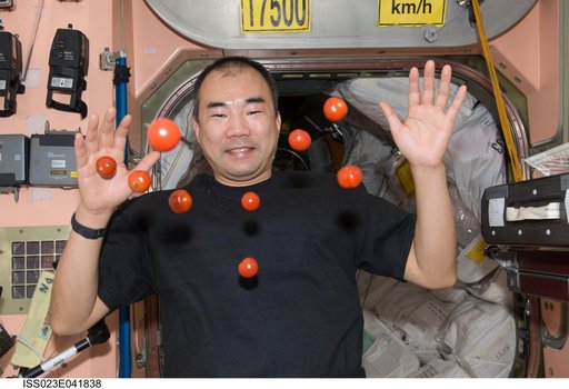 Noguchi with Tomatoes in Node 1
