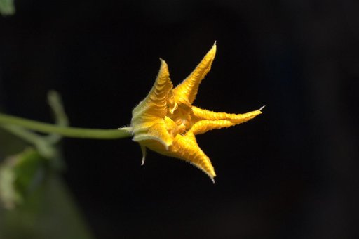 Zucchini Plant