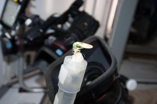 Plant Growth