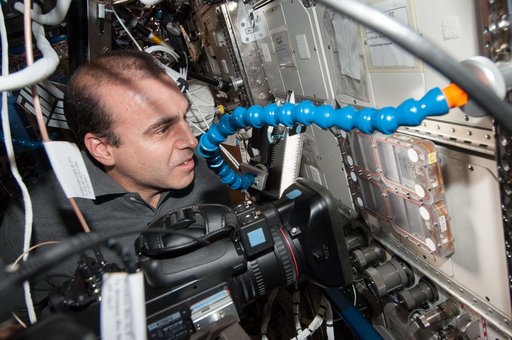 Ants in Space