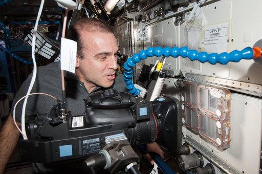 Ants in Space
