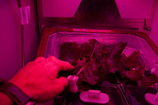 Veg-01 Experiment Daily Check