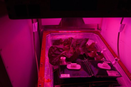 Veg-01 Experiment Daily Check