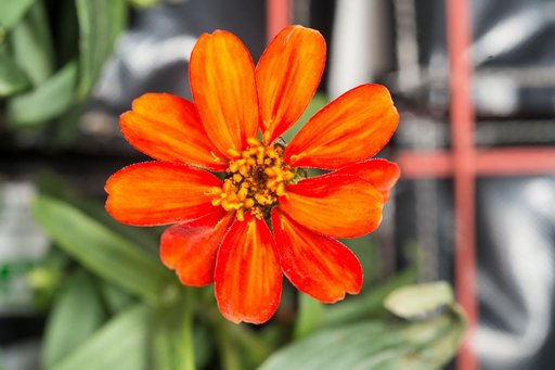 Zinnia flower in Columbus module
