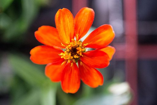 Zinnia flower in Columbus module