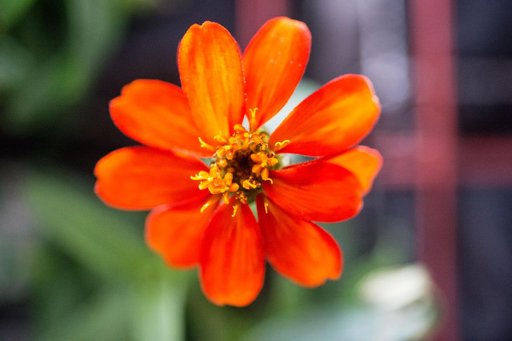 Zinnia flower in Columbus module