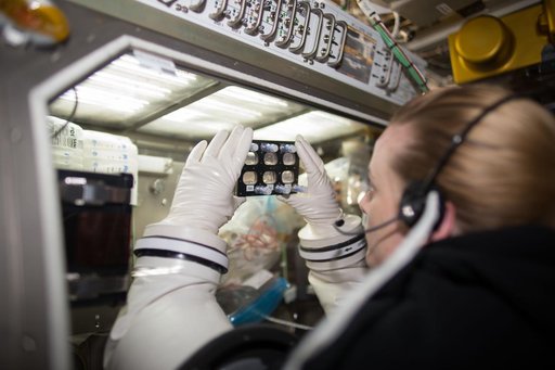 Rubins conducts Heart Cells Experiment Media Change