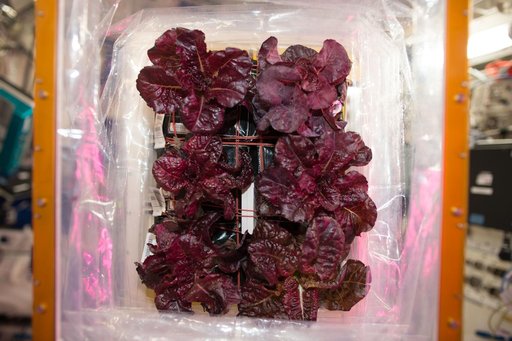 VEG-03