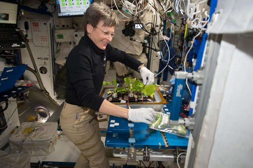 Whitson during VEG-03 Harvesting and Cleaning