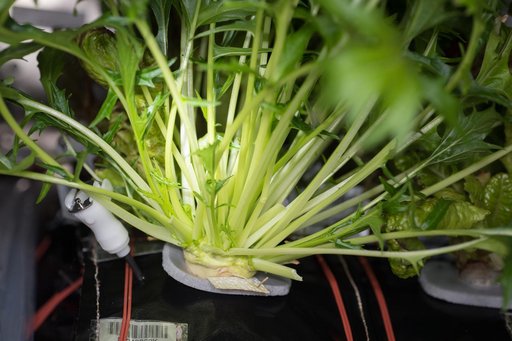 VEG-03