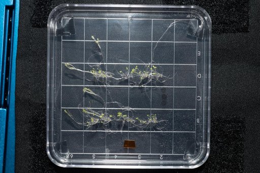 Petri Plants-2 Experiment Plate Final Survey