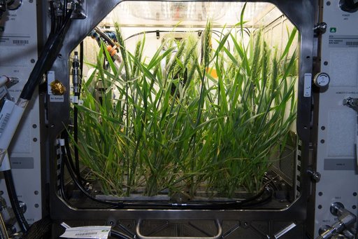 Plant Habitat Facility Clean