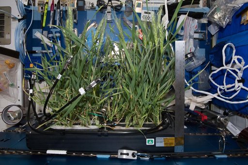 Plant Habitat Facility Clean
