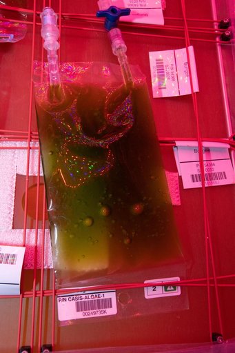 Space Algae Culture Bag Installation