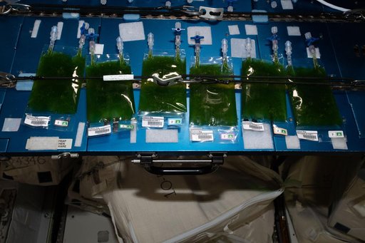 Space Algae Culture Bag Installation