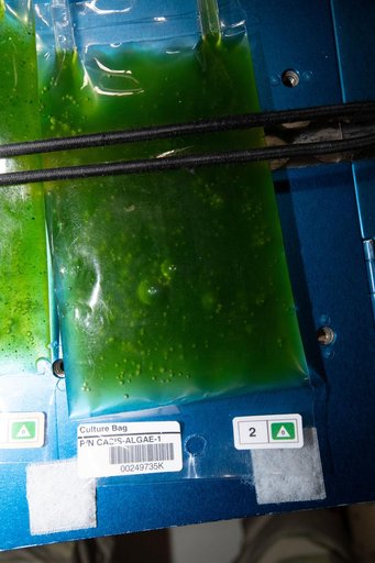 Space Algae Culture Bag Installation