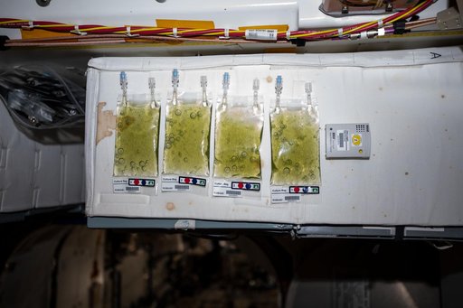 Micro Algae Culture Bag