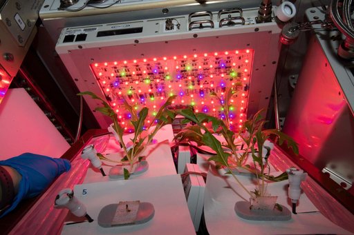 Veg-04A Plant Check/Watering