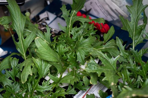 VEG-04 Plant Harvest for First Crew using Veggie Facility (Locker 7)
