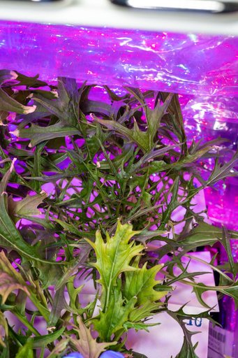 Veg-04B Harvest OPS