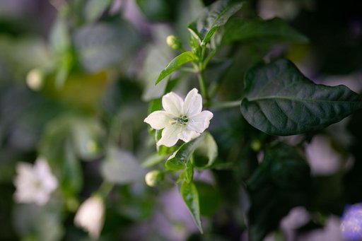 Chile Peppers on ISS