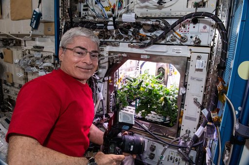 Caring for chile pepper plants on the International Space Station
