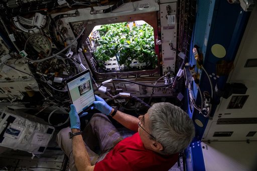 Caring for chile pepper plants on the International Space Station