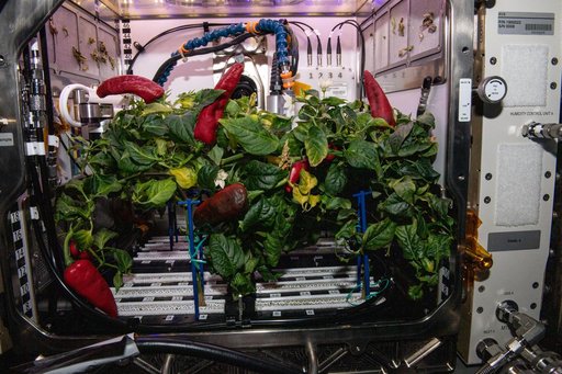 Chile Peppers growing inside the Advanced Plant Habitat in the Columbus Module during Expedition 66