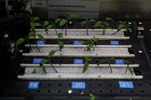 Tomato Seedlings Grow in Plant Habitat-06