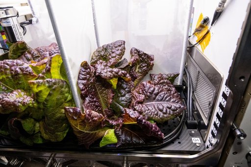 Red Romaine lettuce is pictured growing inside the Kibo laboratory module's Advanced Plant Habitat