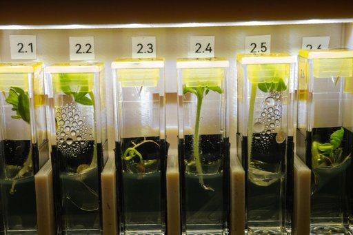 Genetically modified, extemely dwarf tomato plants grow aboard the International Space Station